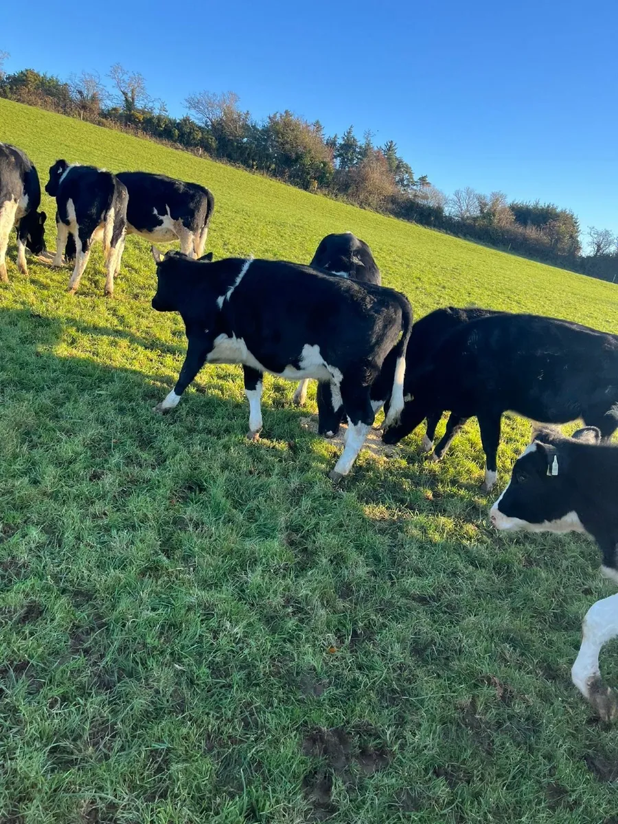 FR Heifers - Image 3