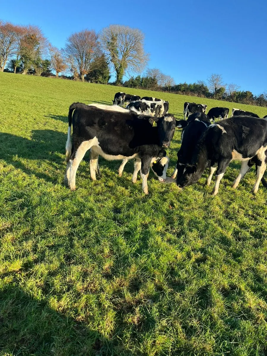 FR Heifers - Image 4