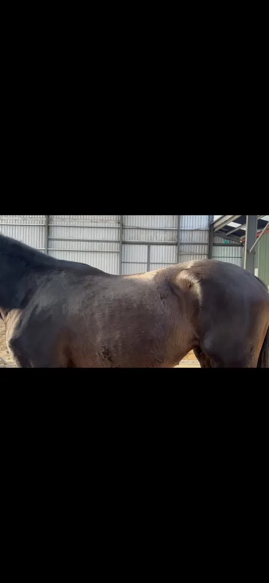 Stunning 3yo filly - Image 3