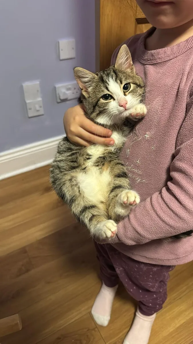 CUBBY TABBY FEMALE KITTEN - Image 2