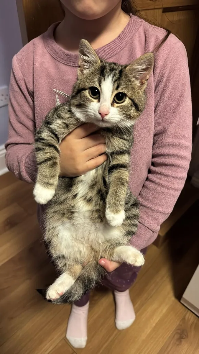 CUBBY TABBY FEMALE KITTEN - Image 3