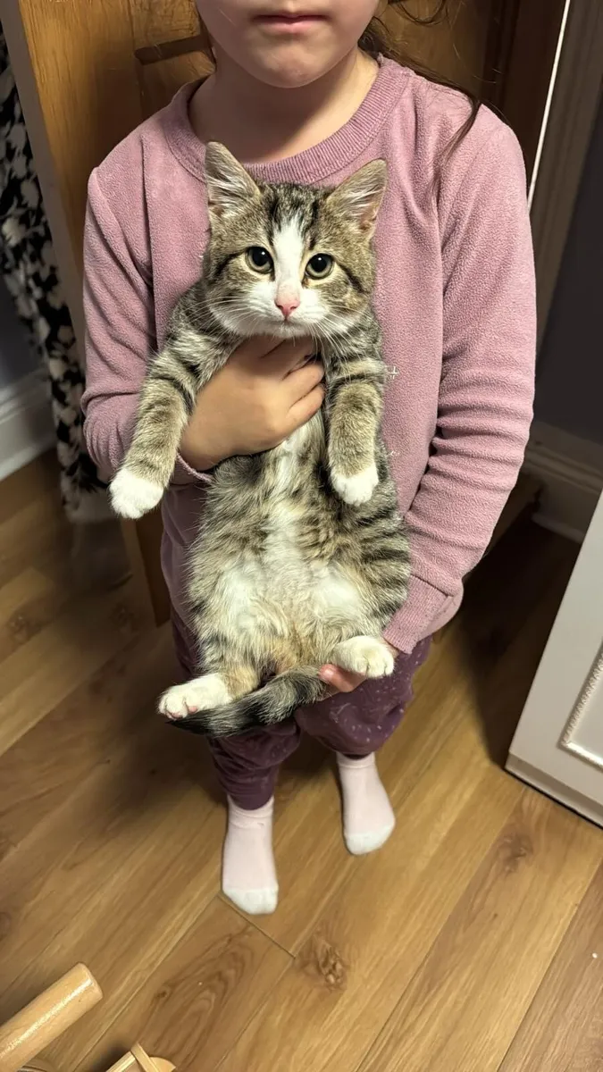 CUBBY TABBY FEMALE KITTEN - Image 4