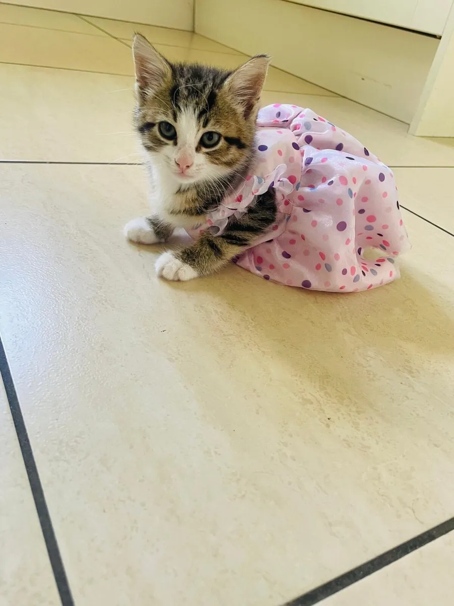 CUBBY TABBY FEMALE KITTEN - Image 1