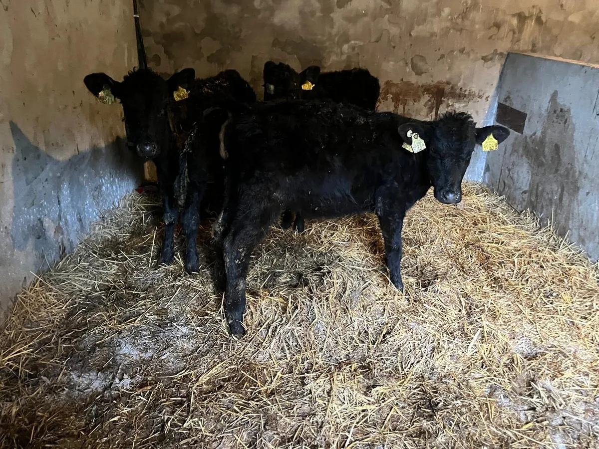 3 Angus heifer weanlings - Image 1