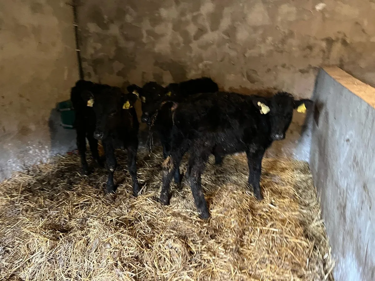 3 Angus heifer weanlings - Image 2