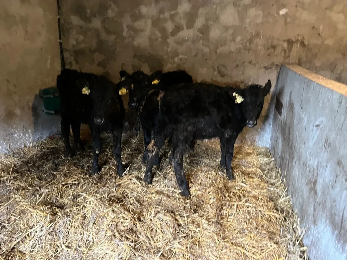 3 Angus heifer weanlings - Image 3