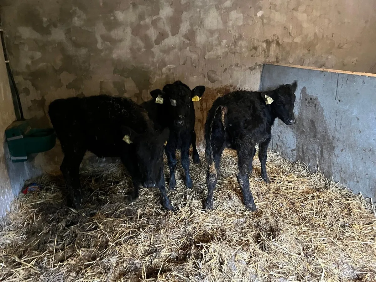 3 Angus heifer weanlings - Image 4
