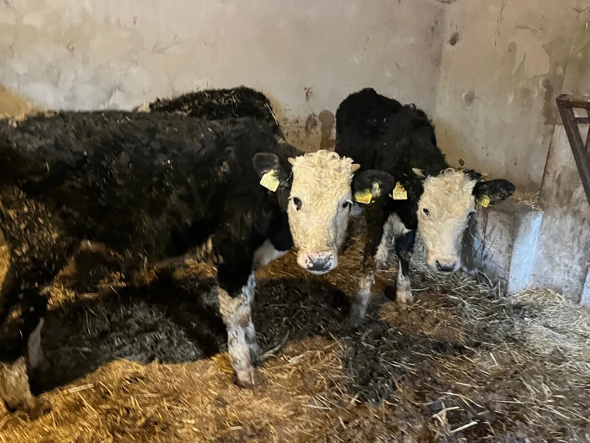3 Hereford bull  weanlings - Image 1