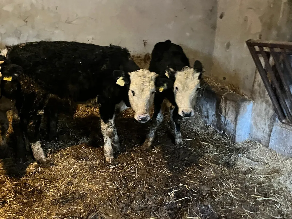 3 Hereford bull  weanlings - Image 2