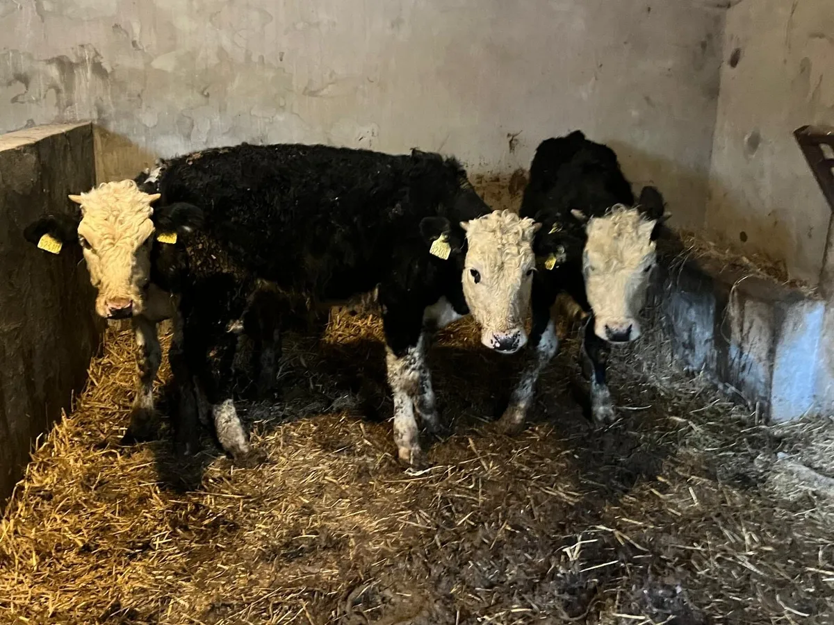 3 Hereford bull  weanlings - Image 3