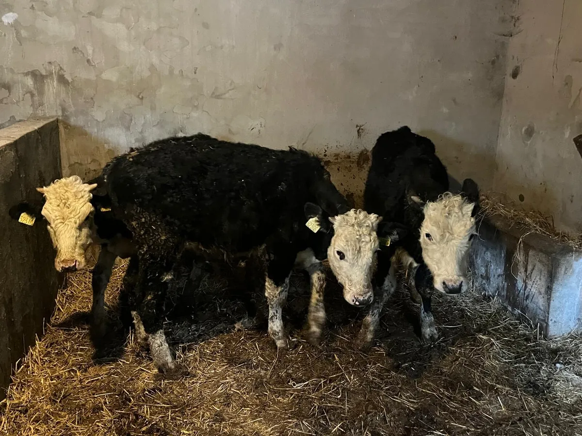 3 Hereford bull  weanlings - Image 4