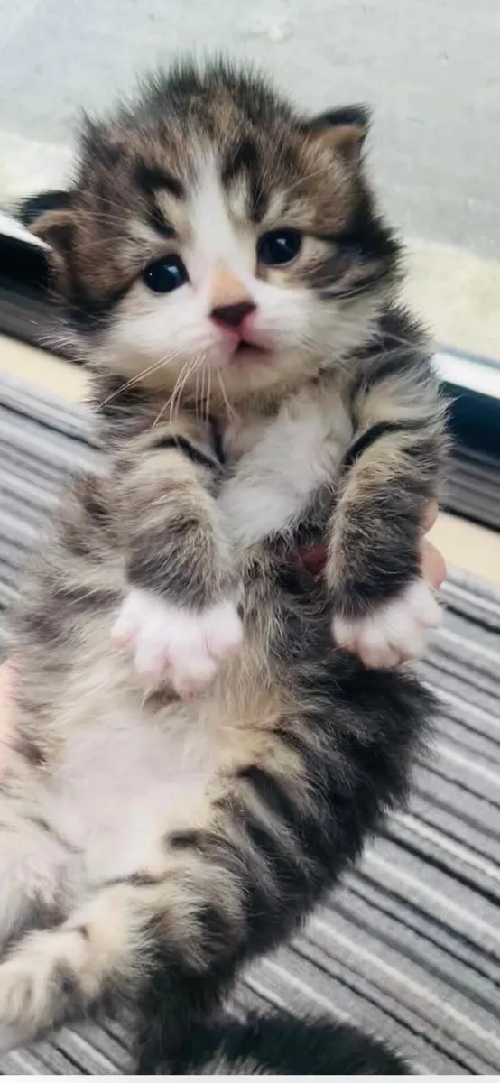 Rag Doll toy tabby kitten - Image 2