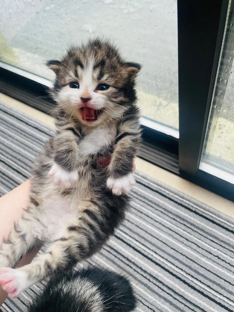 Rag Doll toy tabby kitten - Image 3