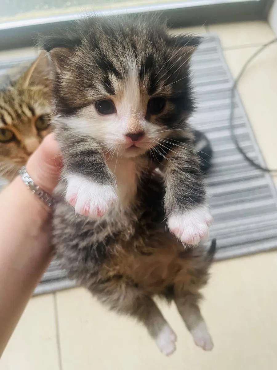 Rag Doll toy tabby kitten - Image 4
