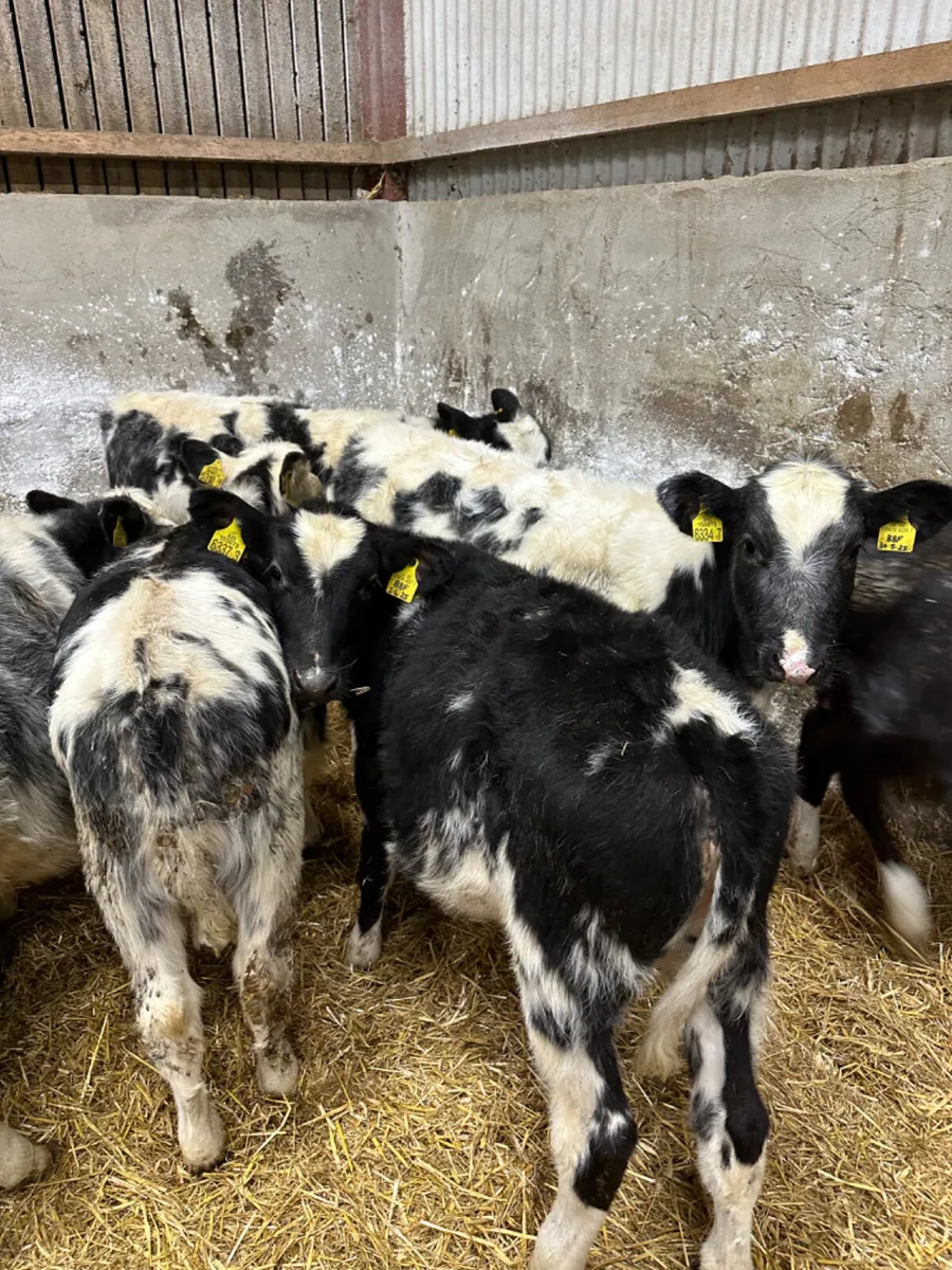 Blue and Angus heifers - Image 3