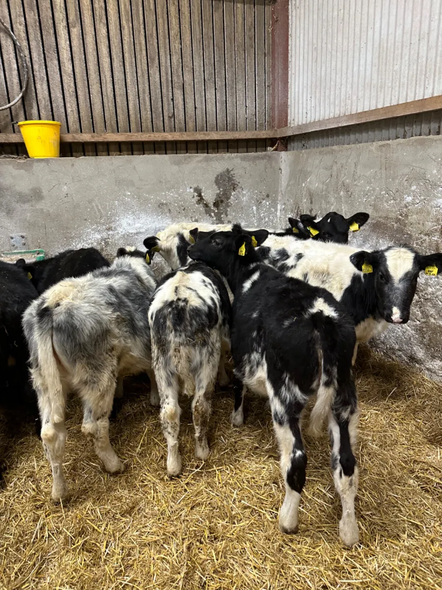 Blue and Angus heifers - Image 2