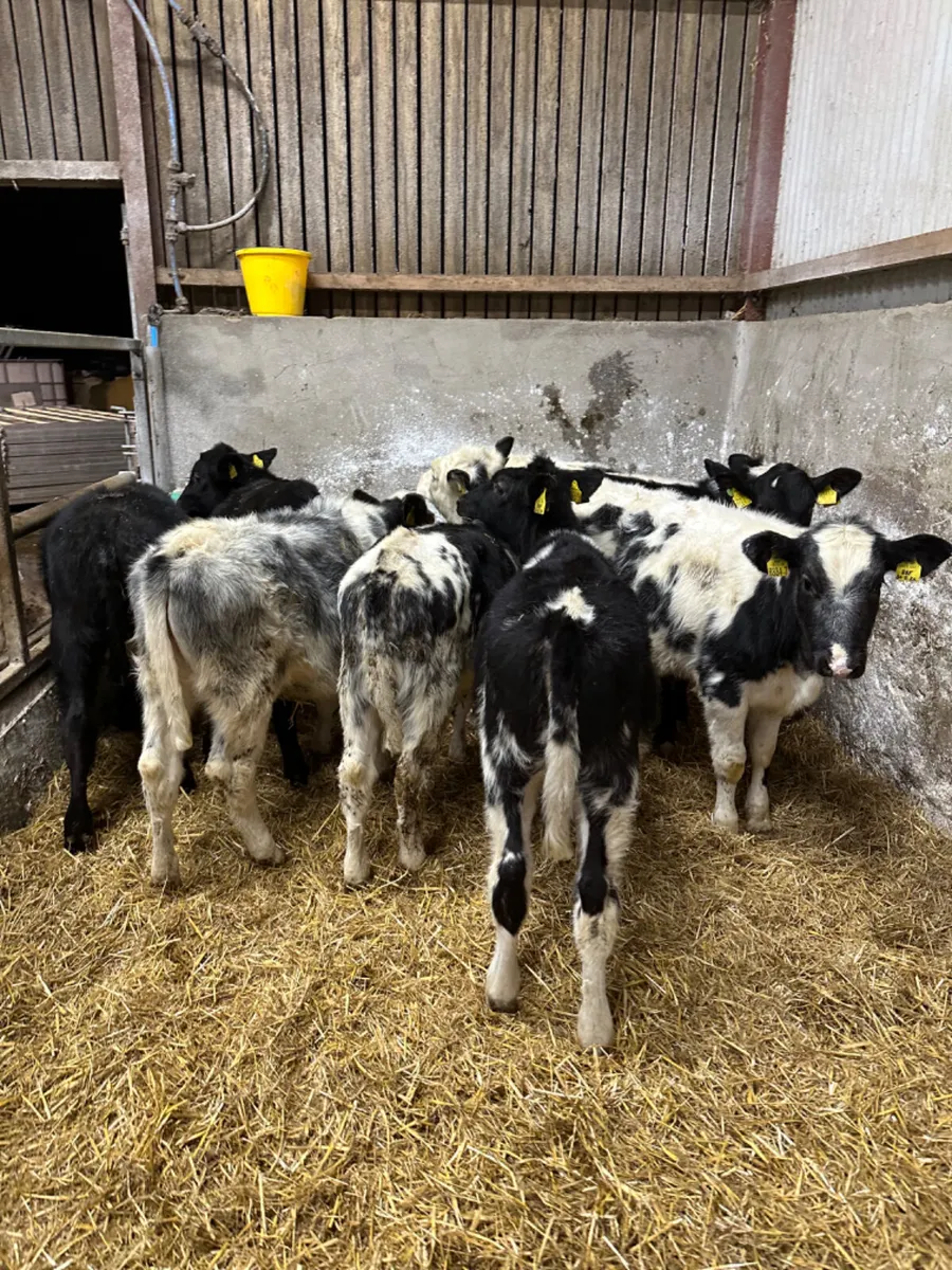 Blue and Angus heifers - Image 1
