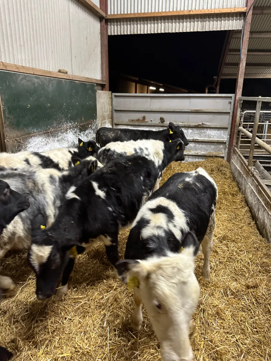 Blue and Angus heifers - Image 4