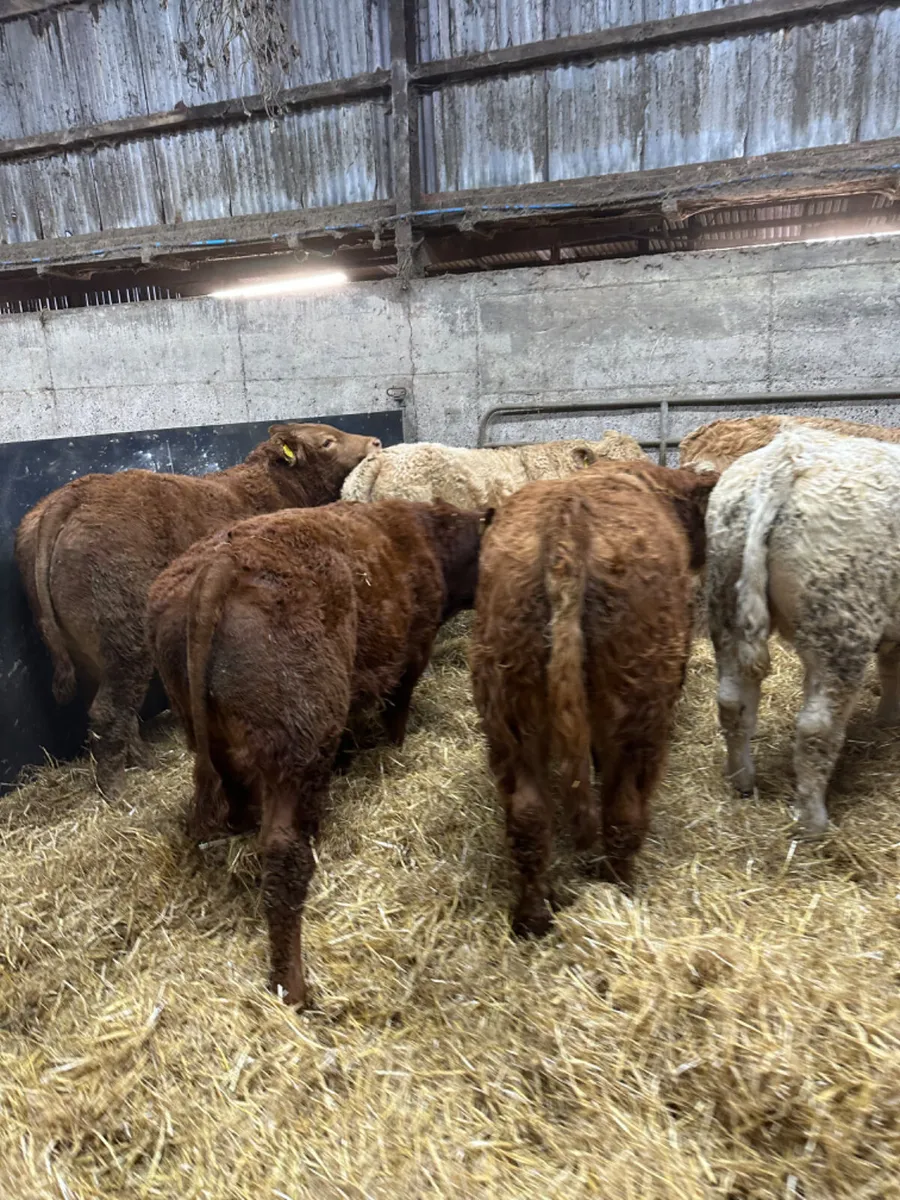 Charolais and lim bulls - Image 3