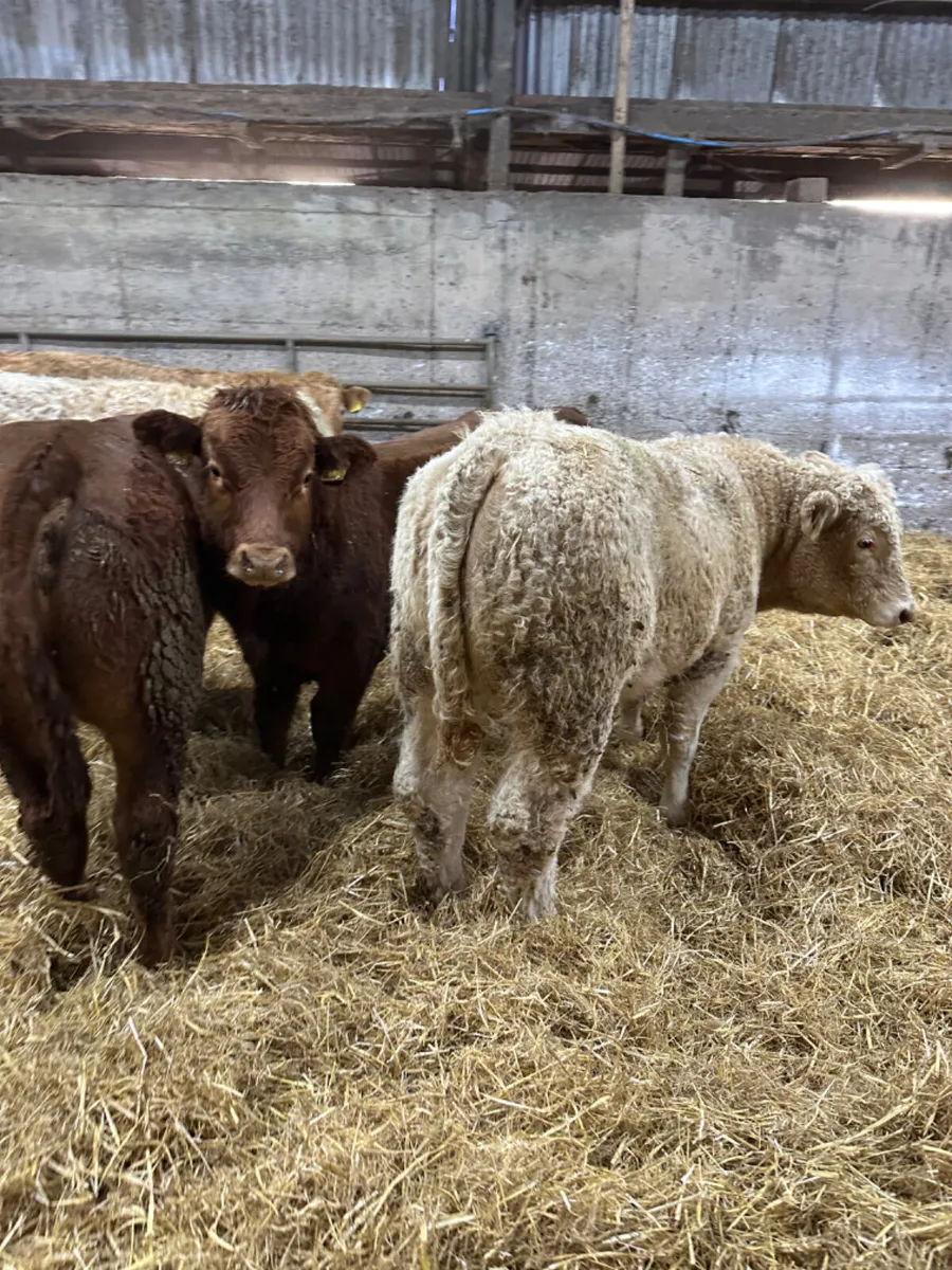 Charolais and lim bulls - Image 4