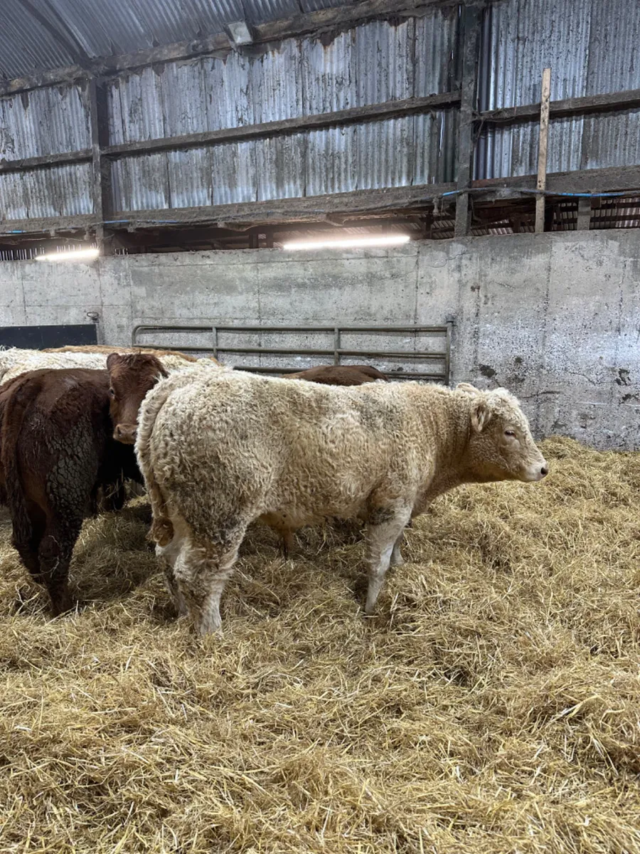 Charolais and lim bulls - Image 1