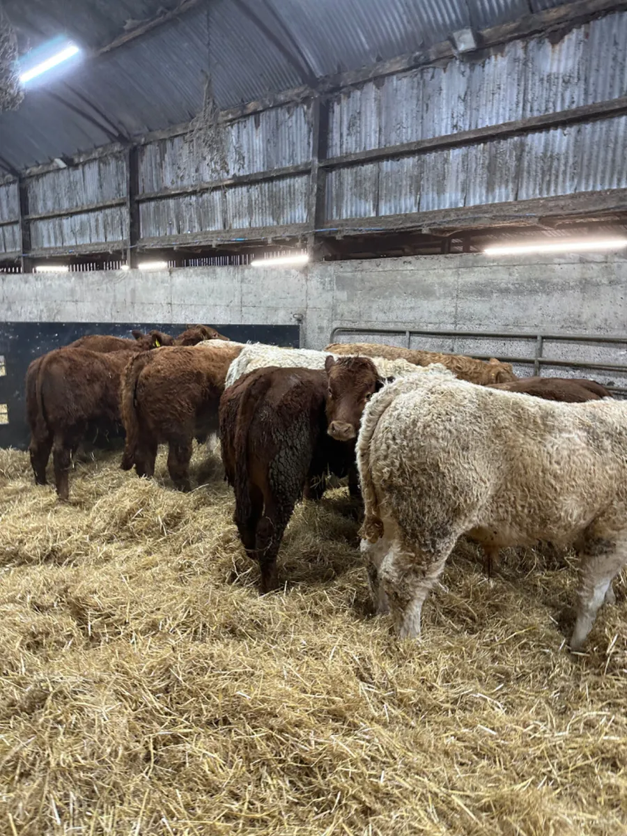 Charolais and lim bulls - Image 2
