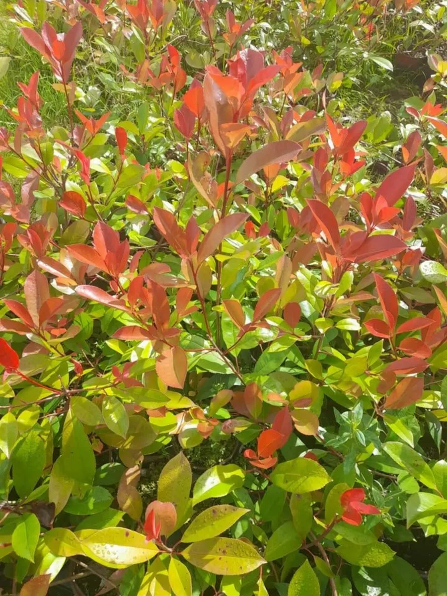 Red Robin Hedging €3.50 per potted plant - Image 3
