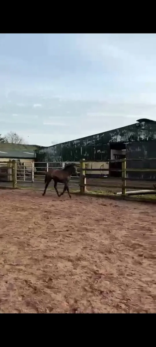 🌟Performance bred filly 🌟 - Image 4