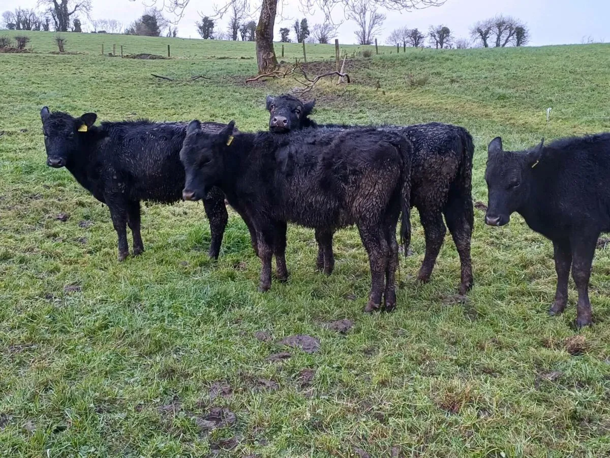 Aberdeen Angus - Image 1