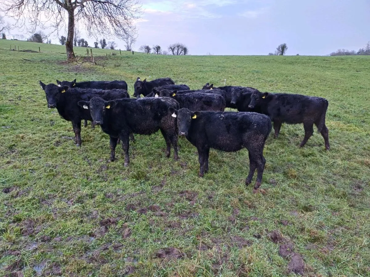 Aberdeen Angus - Image 2