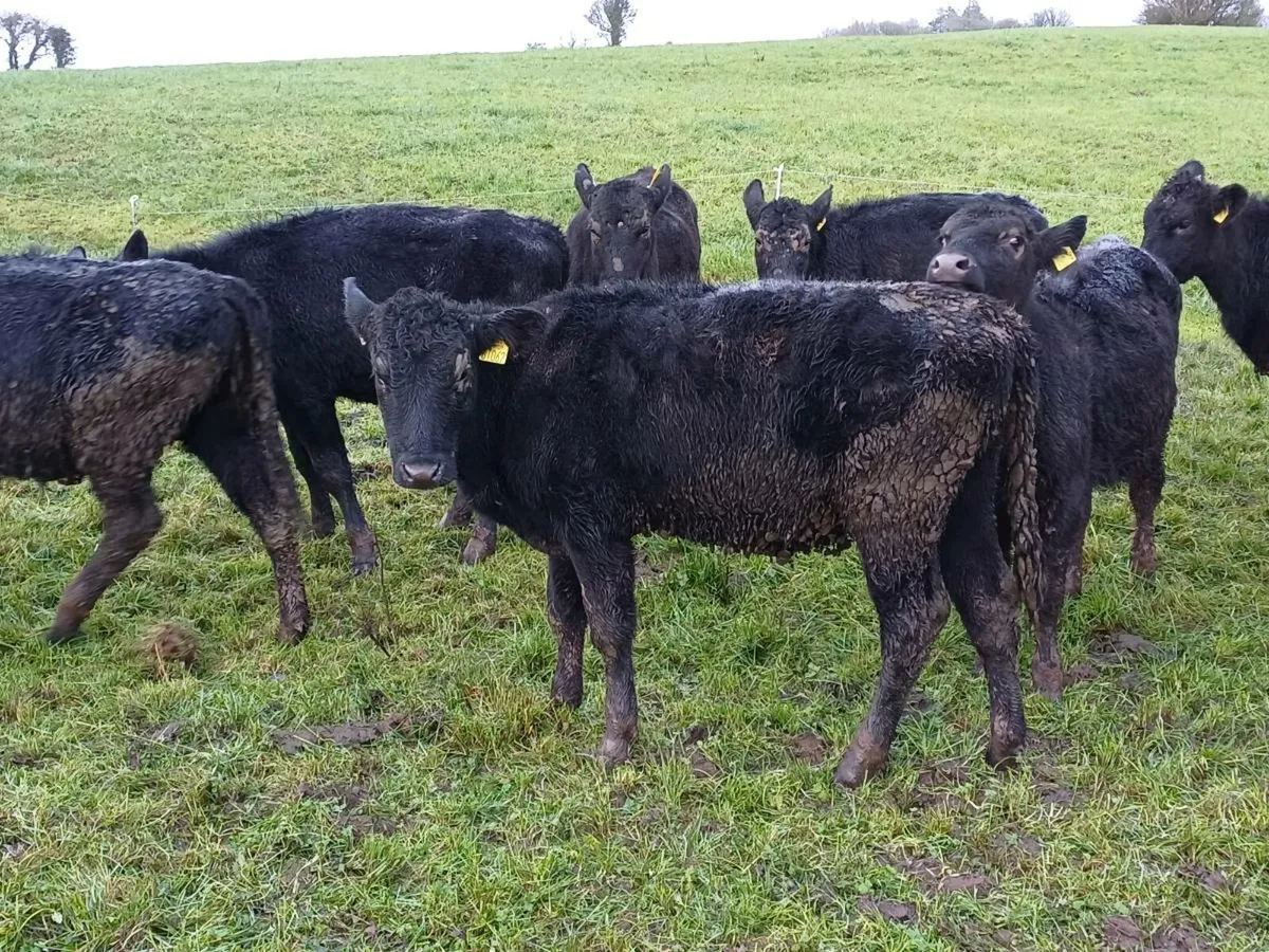 Aberdeen Angus - Image 3