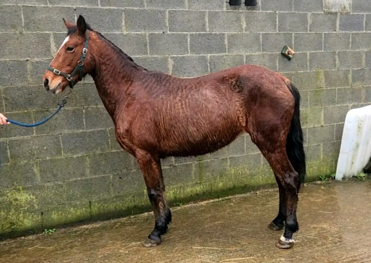 Mare and Foal - Image 2