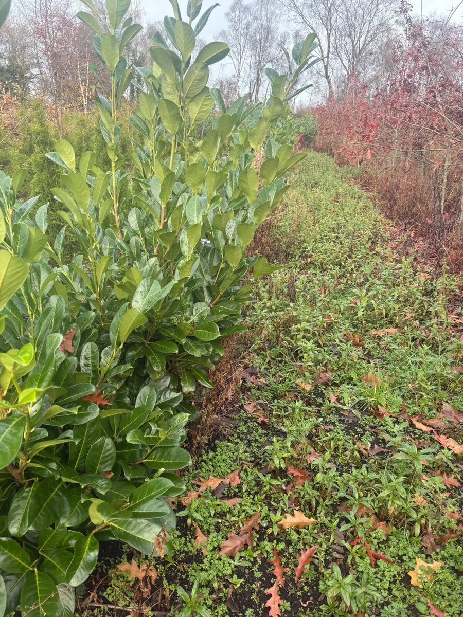 Laurel hedging - Image 1
