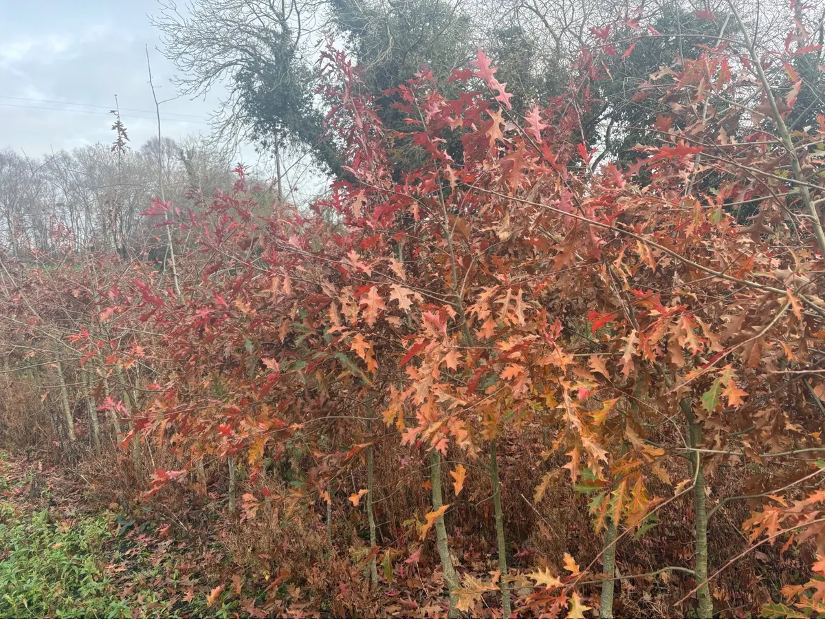 Laurel hedging - Image 2