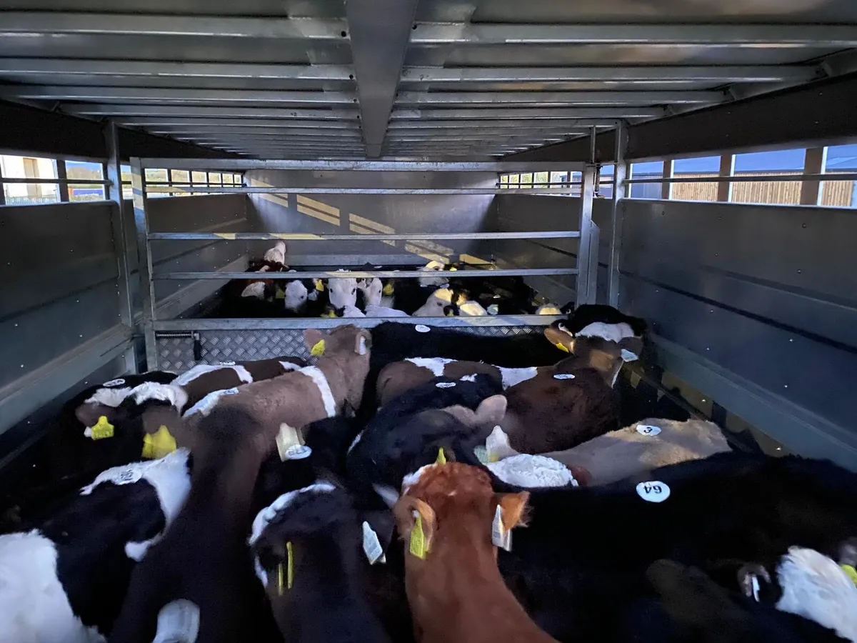 60 FRESH CALVES ON THE WAY!!!