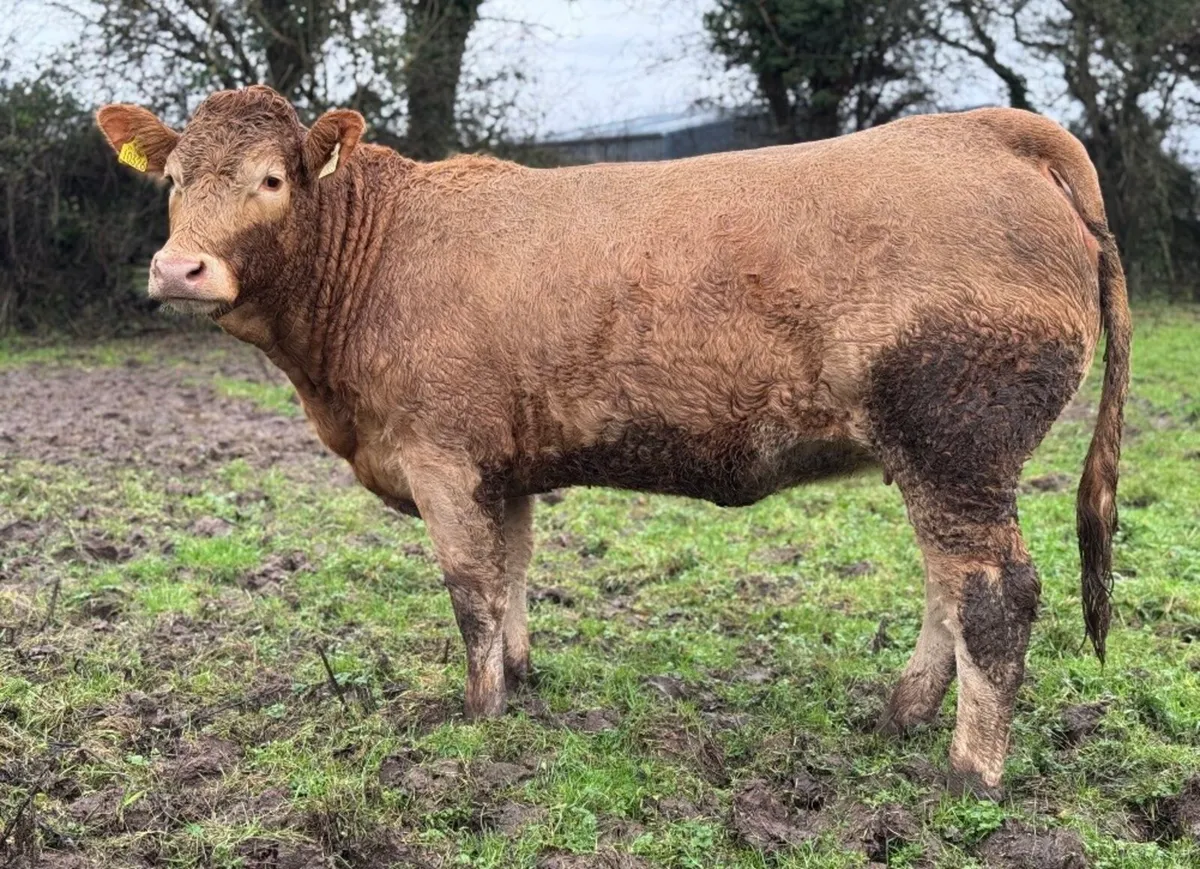 ⭐️Smashing Incalf Charlois Heifer⭐️ - Image 1