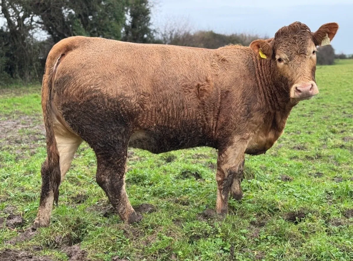 ⭐️Smashing Incalf Charlois Heifer⭐️ - Image 2