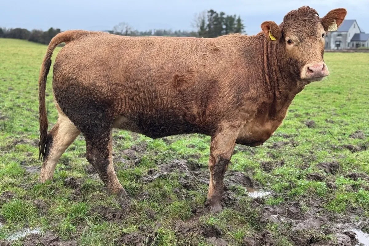 ⭐️Smashing Incalf Charlois Heifer⭐️ - Image 3