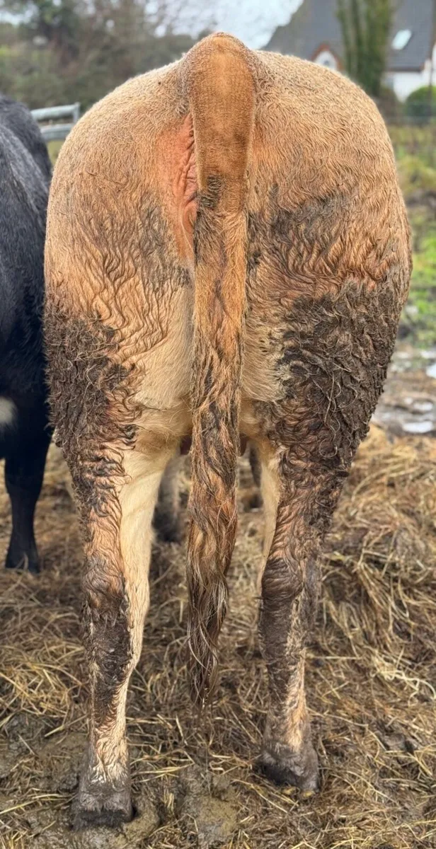 ⭐️Smashing Incalf Charlois Heifer⭐️ - Image 4