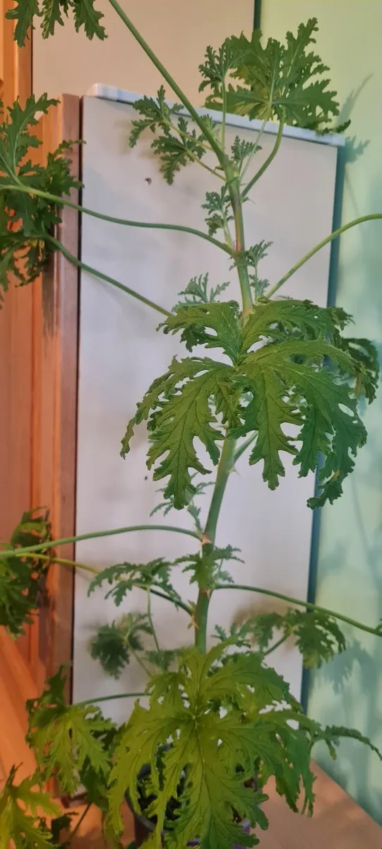 Lemon scented geranium - Image 2