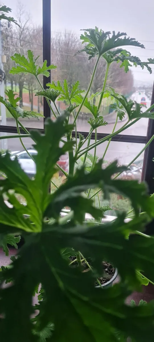 Lemon scented geranium - Image 4