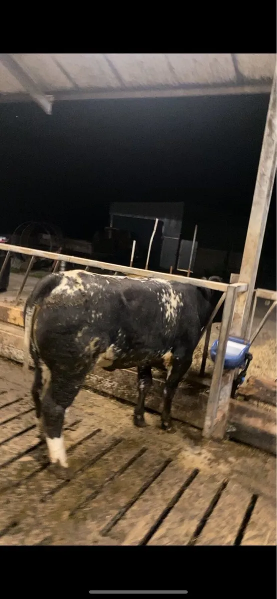 Breeding Heifer Ballymote - Image 3