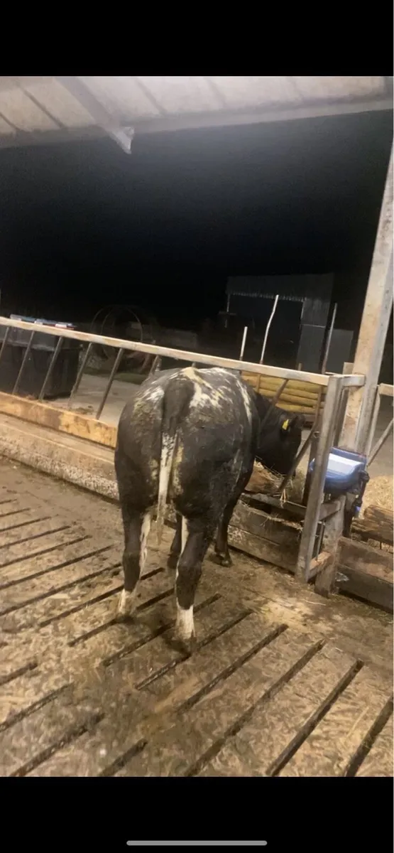 Breeding Heifer Ballymote - Image 4
