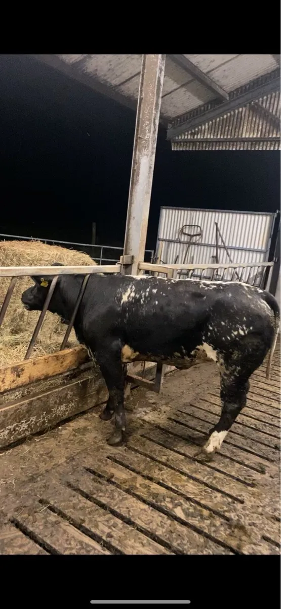 Breeding Heifer Ballymote - Image 1