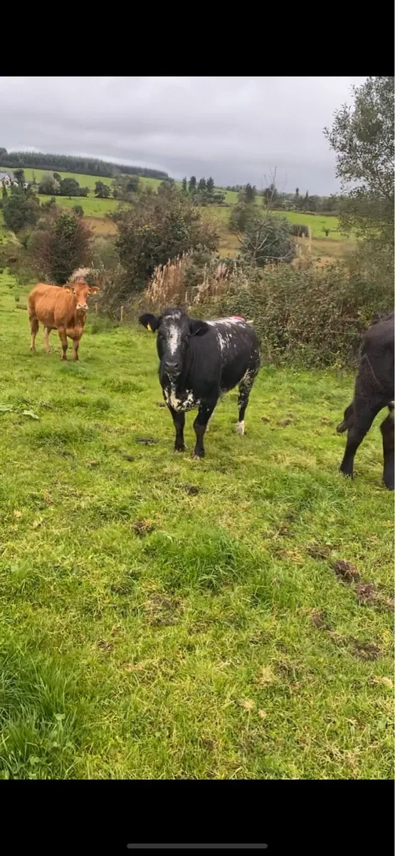 Breeding Heifer Ballymote - Image 2