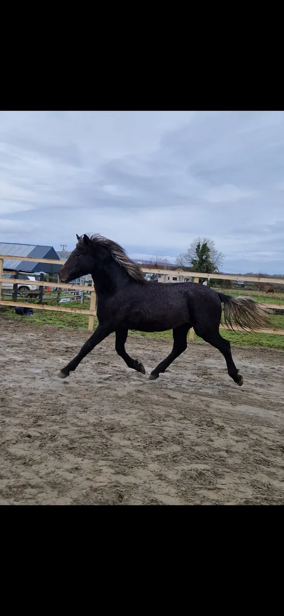 Connemara yearling colt - Image 2