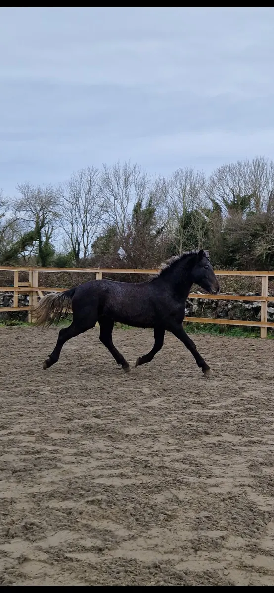 Connemara yearling colt - Image 3