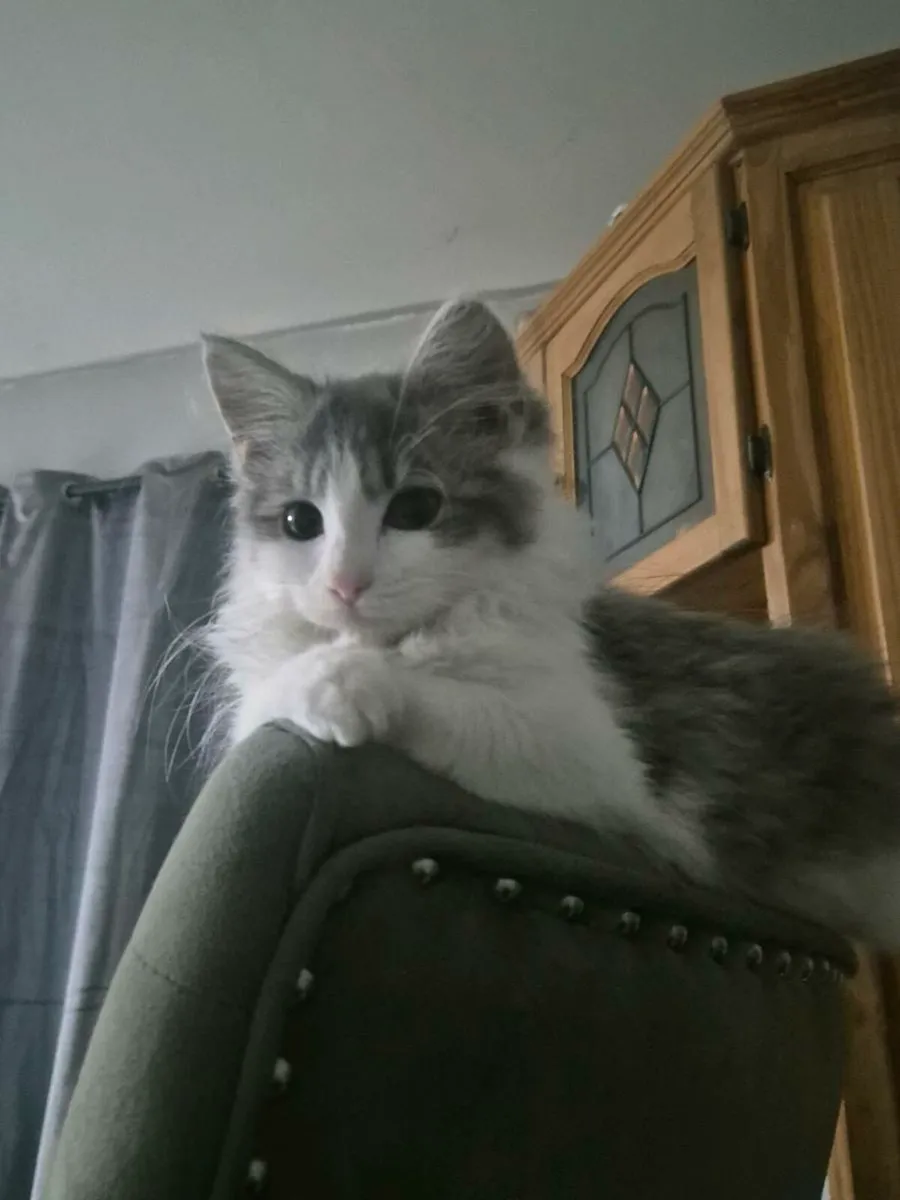 Beautiful female blue and white fluffy kittten - Image 2