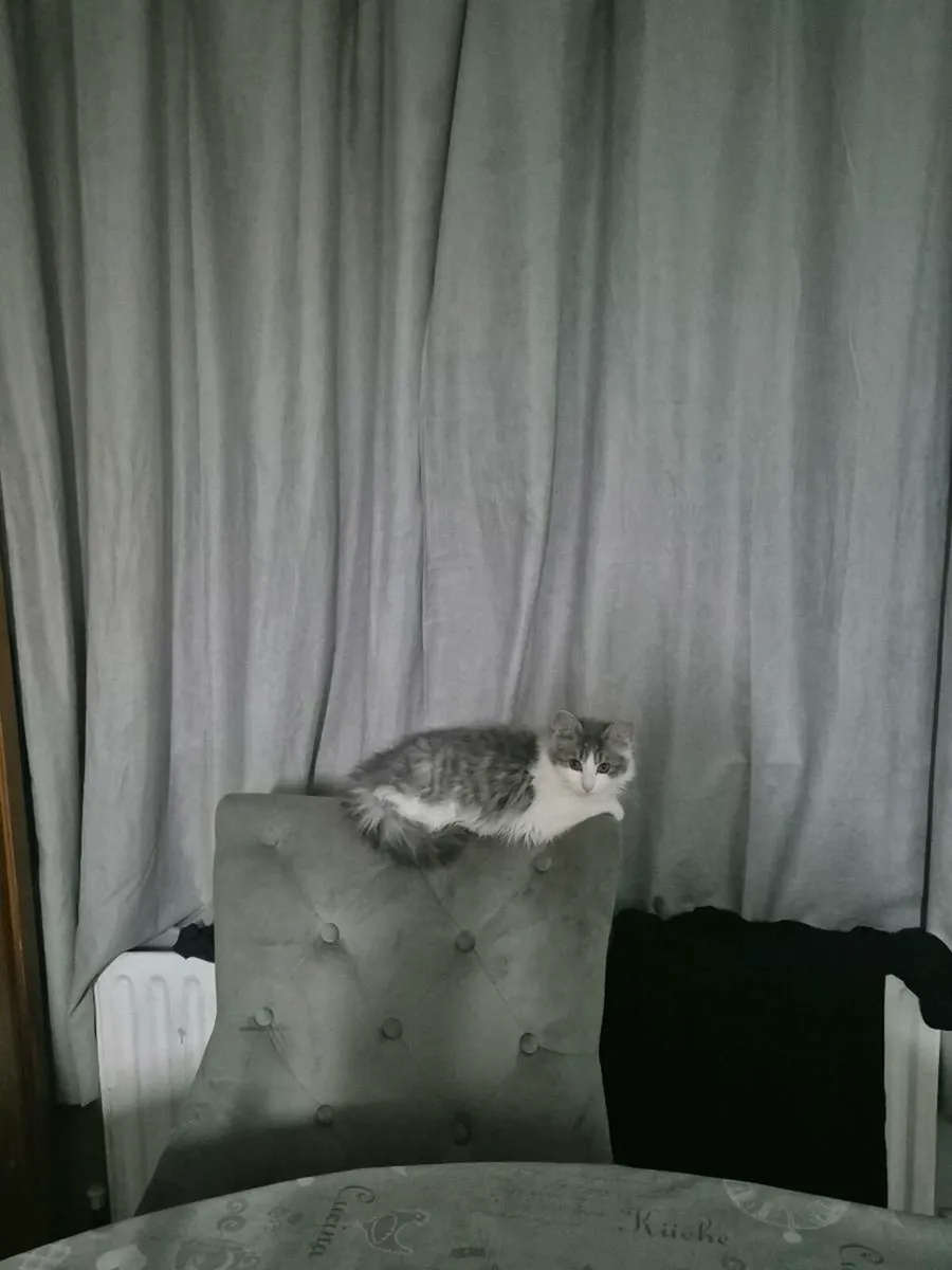 Beautiful female blue and white fluffy kittten - Image 1