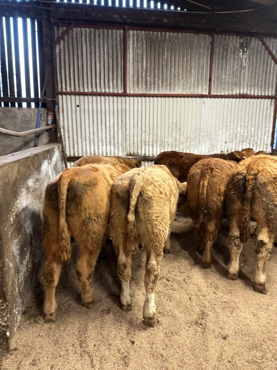 Charolais and lim bullocks - Image 1